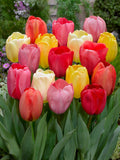 Tulipani Darwin mixed  - 25 pezzi