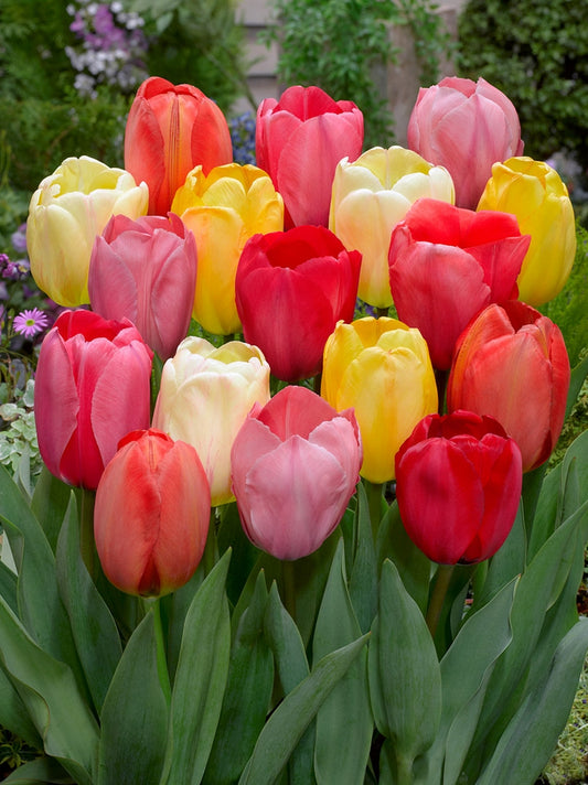 Tulipani Darwin mixed  - 25 pezzi