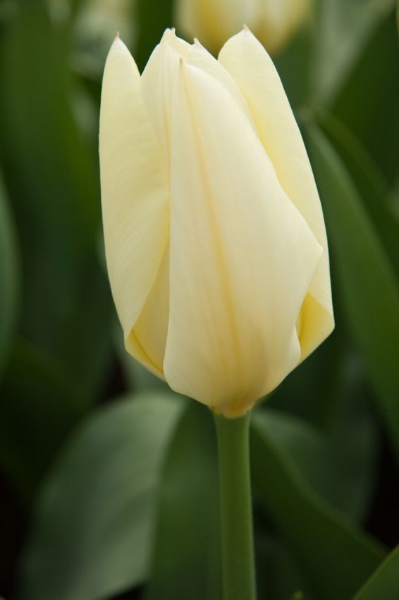 Tulipani Purissima  - 5 pezzi