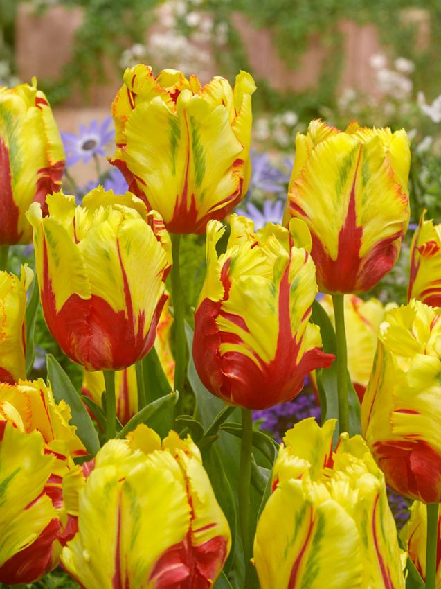 Tulipani Texas Flame - 5 pezzi