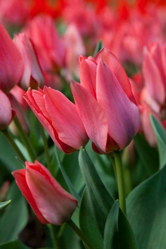 Tulipani Toronto - 5 pezzi