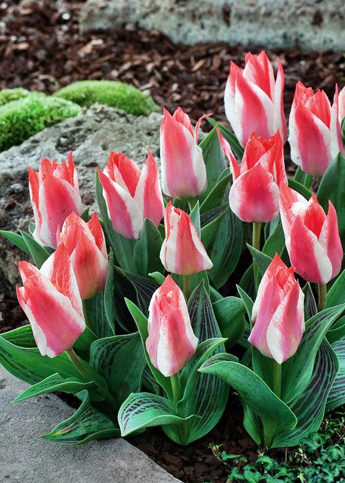 Tulipani Czaar Peter  - 5 pezzi