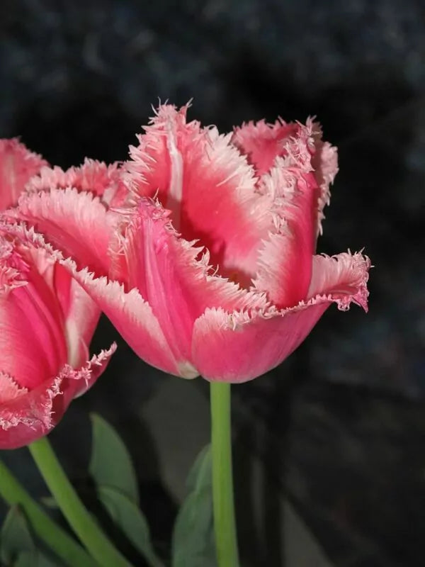 Tulipani Friso - 5 pezzi