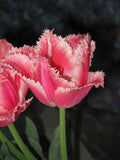 Tulipani Friso - 5 pezzi