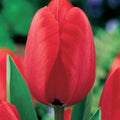 Tulipani Red Georgette - 5 pezzi