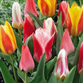 Tulipani Greigii mixed  - 25 pezzi