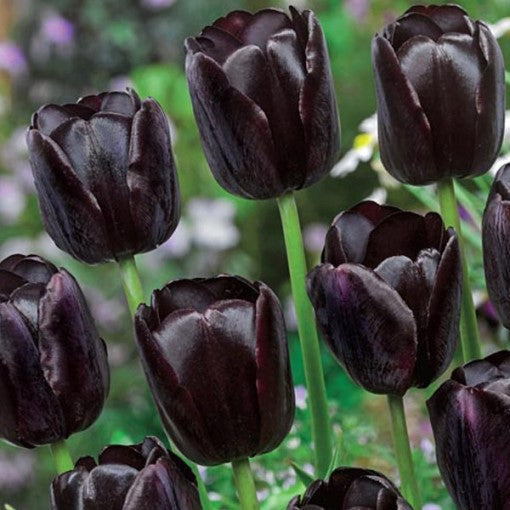 Tulipani Queen of Night - 5 pezzi