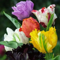 Tulipani Pappagallo Mixed - 5 pezzi