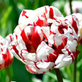 Tulipani Carnaval de Nice - 5 pezzi