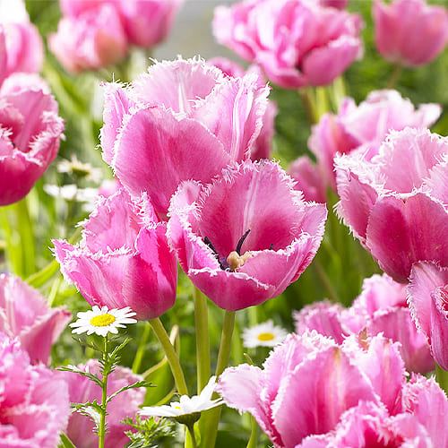 Tulipani Friso - 5 pezzi