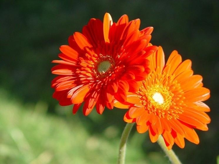 Gerbera