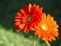 Gerbera