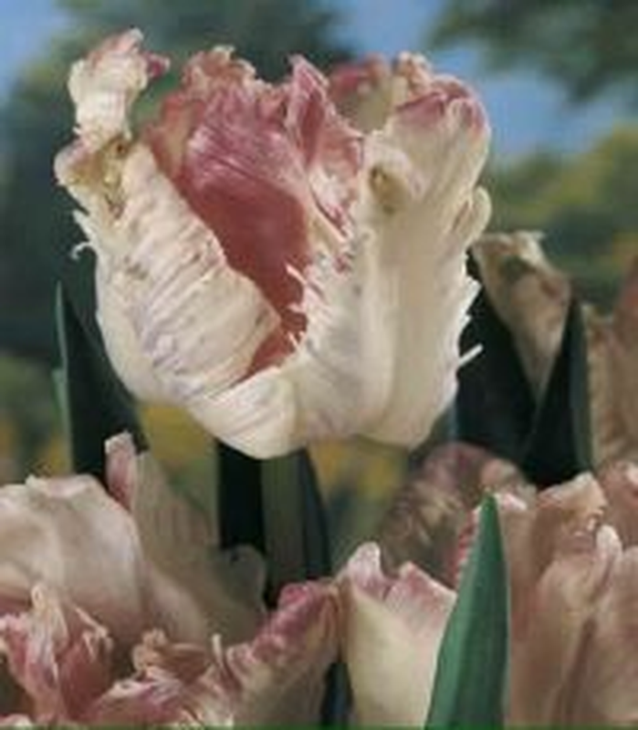 Tulipani Weber's Parrot - 5 pezzi