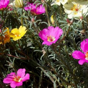 Portulaca