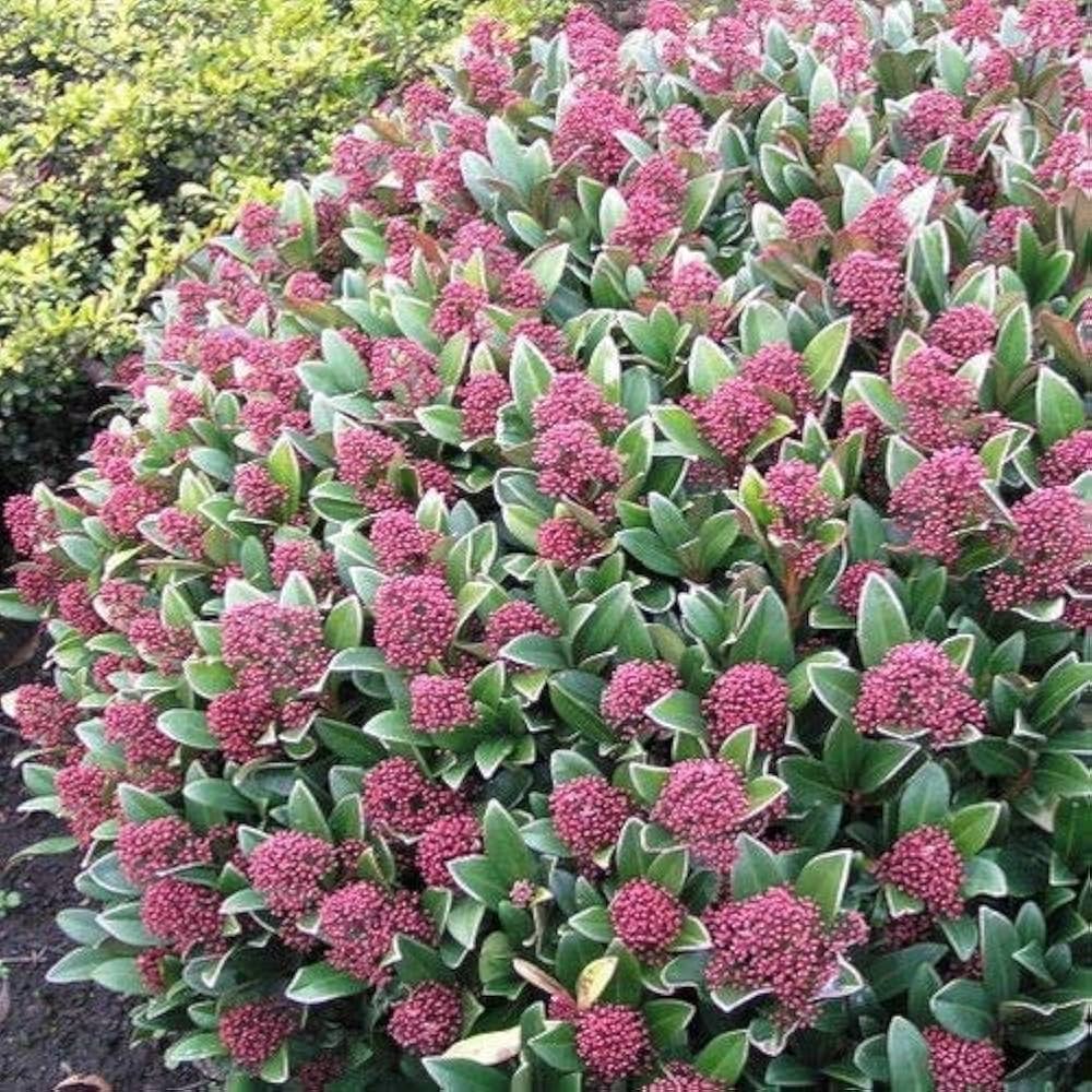 Skimma Japonica Rubesta