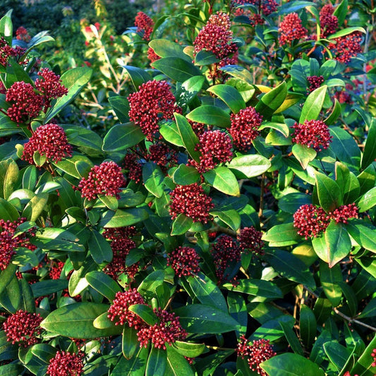 Skimma Japonica Rubesta