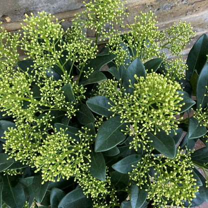 Skimma Japonica Finchy