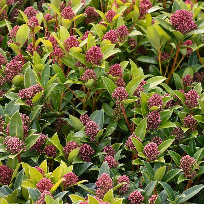 Skimma Japonica Rubesta