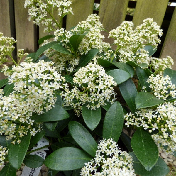 Skimma Japonica Finchy