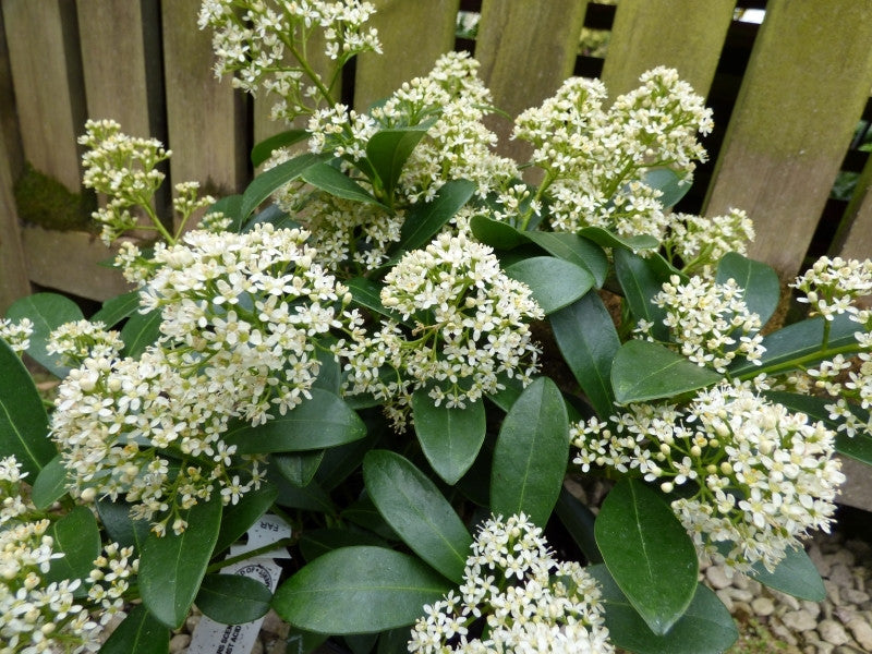 Skimma Japonica Finchy