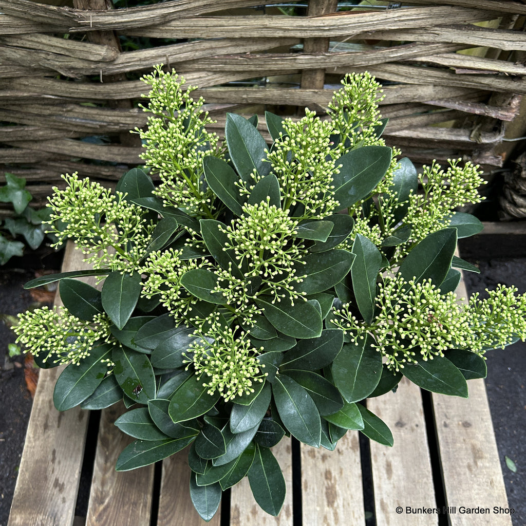 Skimma Japonica Finchy