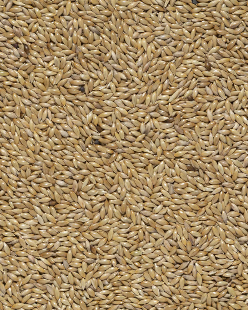 Scagliola | Versele Laga