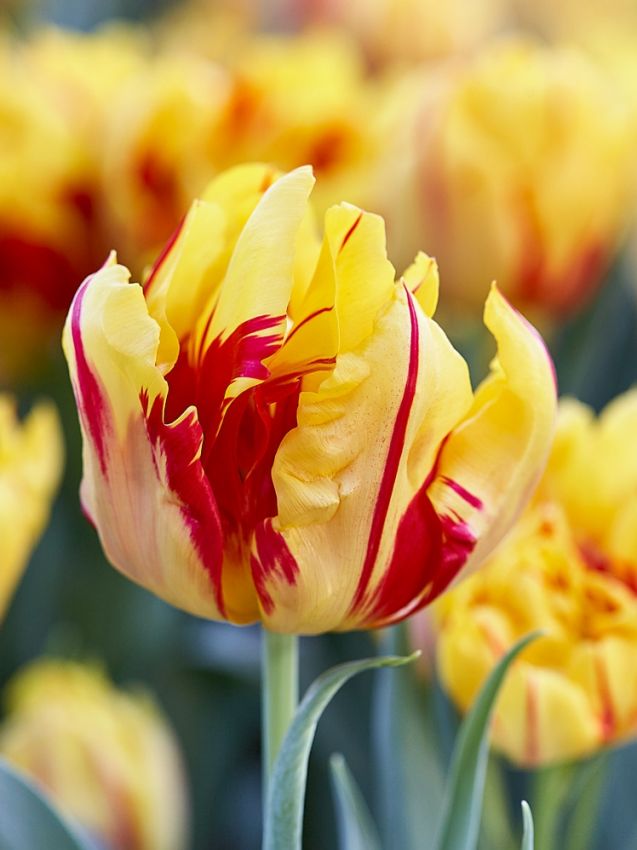 Tulipani Monsella - 5 pezzi