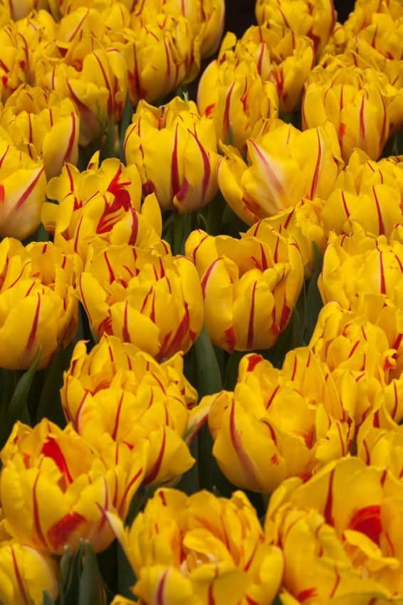 Tulipani Monsella - 5 pezzi