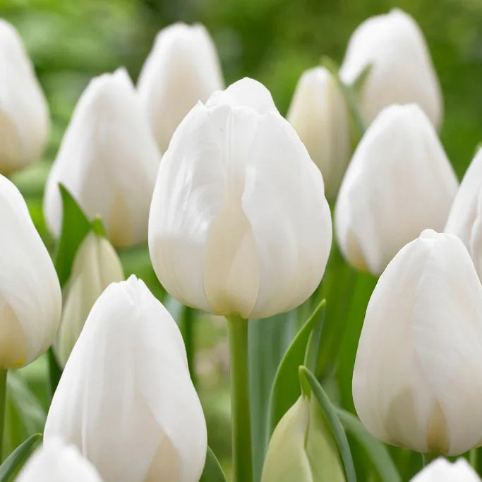 Tulipani Silver dollar - 5 pezzi