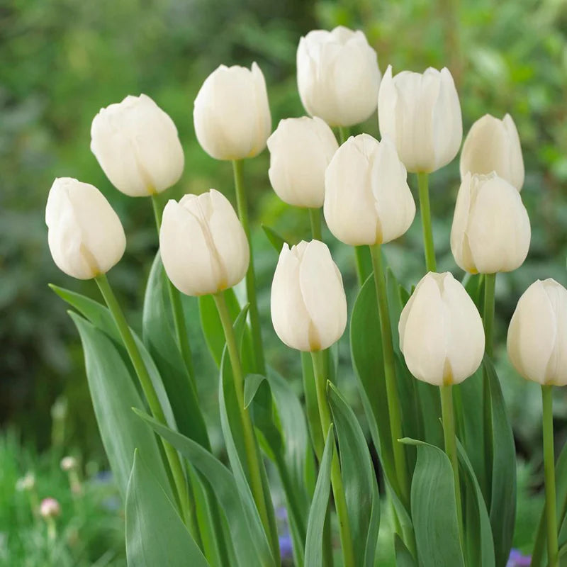 Tulipani Silver dollar - 5 pezzi