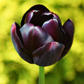 Tulipani Queen of Night - 5 pezzi