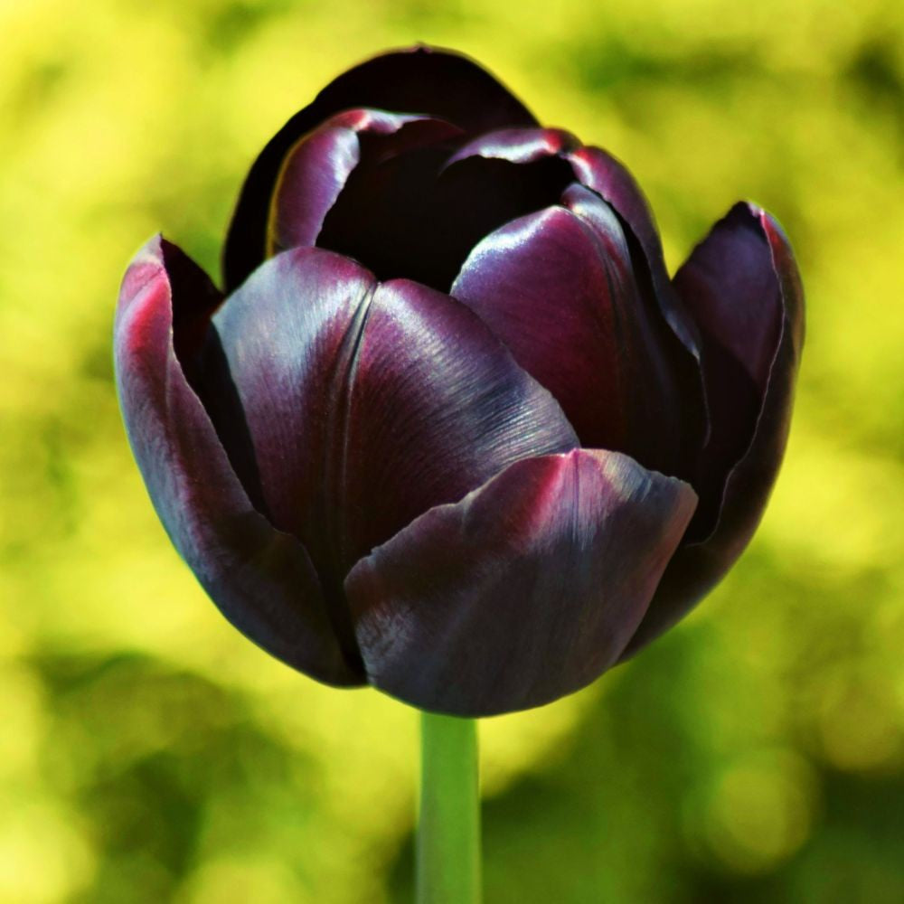 Tulipani Queen of Night - 5 pezzi