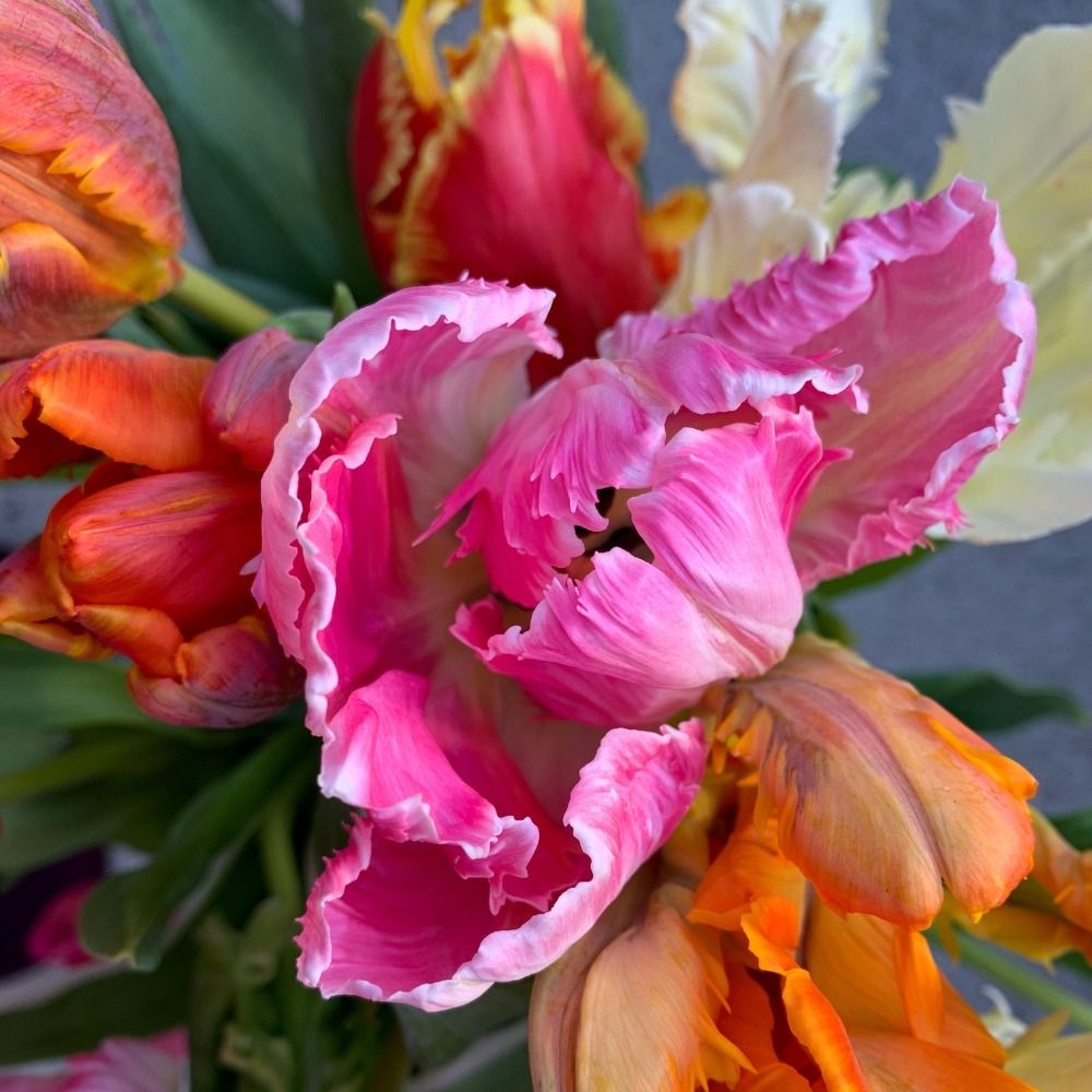 Tulipani Pappagallo Mixed - 5 pezzi