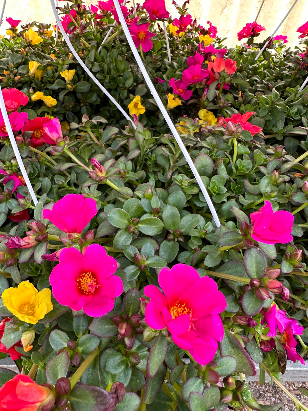 Portulaca