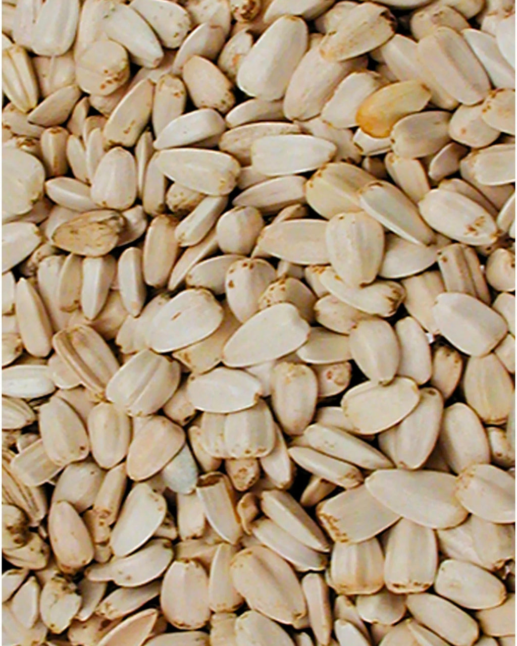 Semi di girasole gianco | Versele Laga
