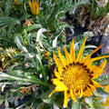 Gazania