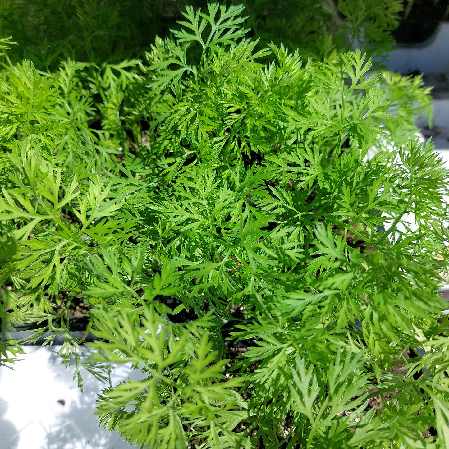 Carota