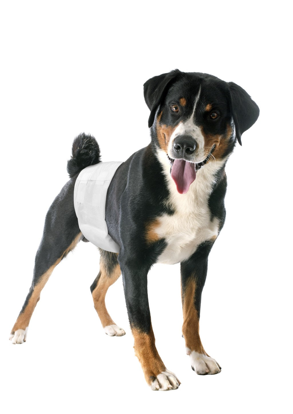 Pannolini a Fascia Elastica per Cani Maschi Monouso 12pz