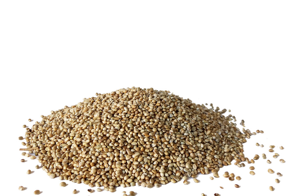 CANARY semi di canapa per uso zootecnico