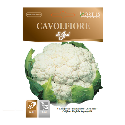 CAVOLFIORE di Jesi