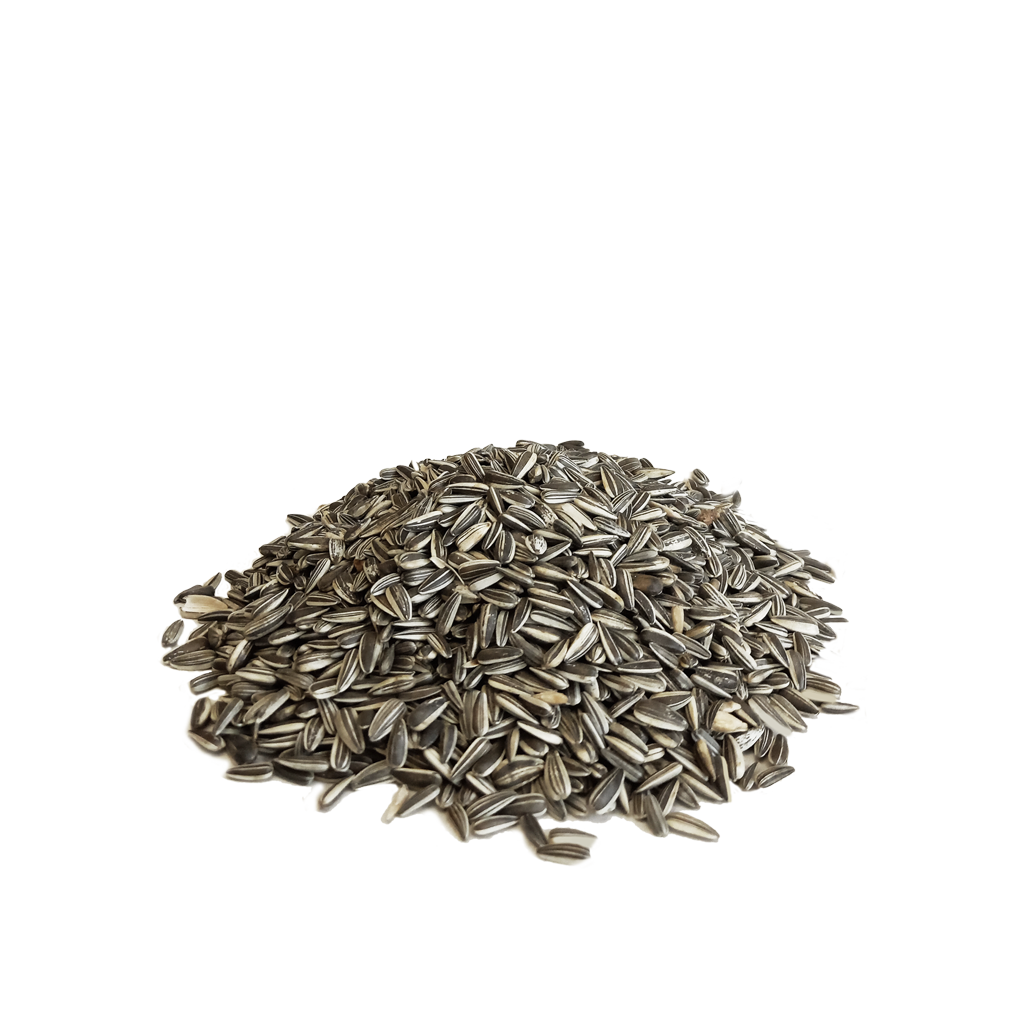 CANARY semi di girasole piccolo kg 1