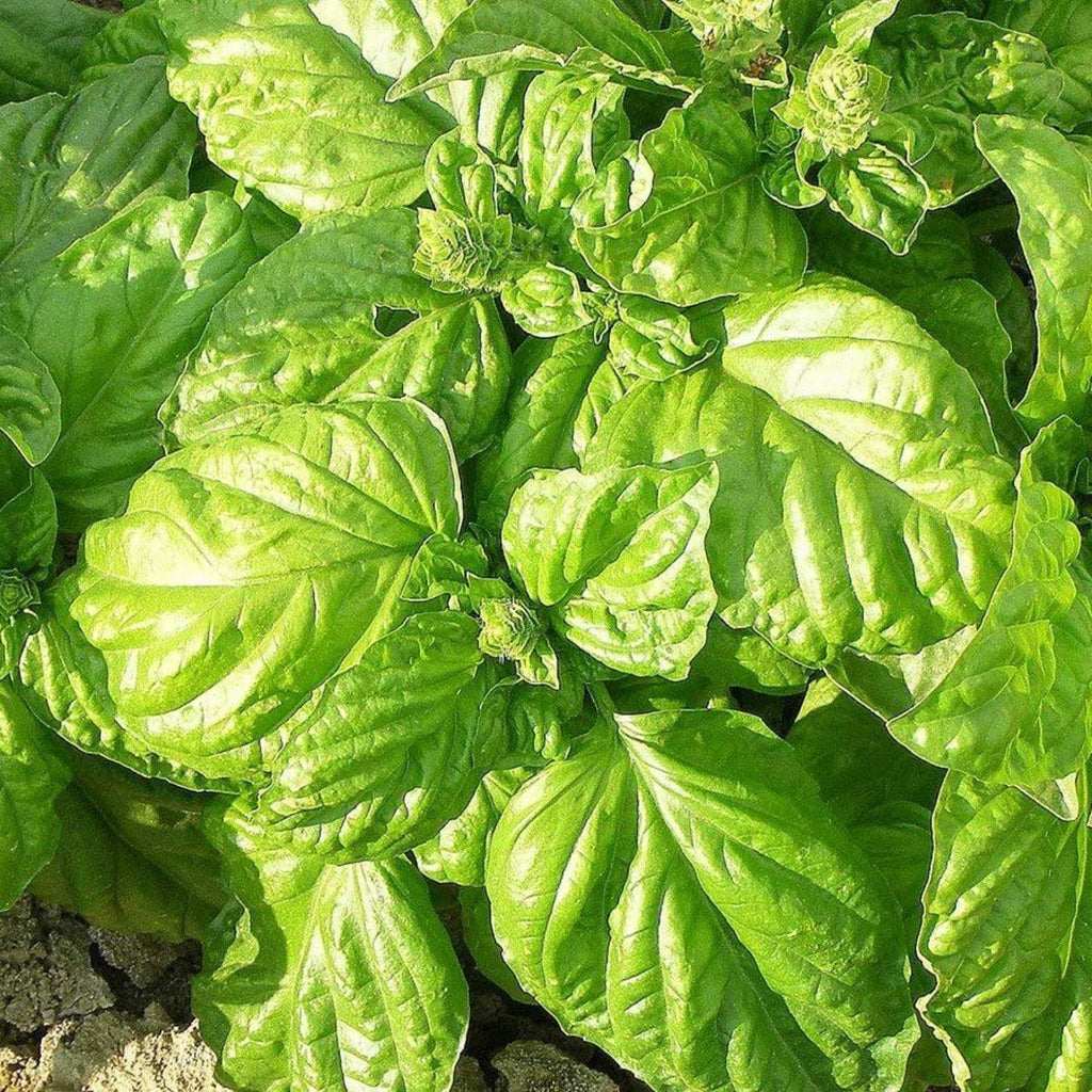 BASILICO foglia di lattuga