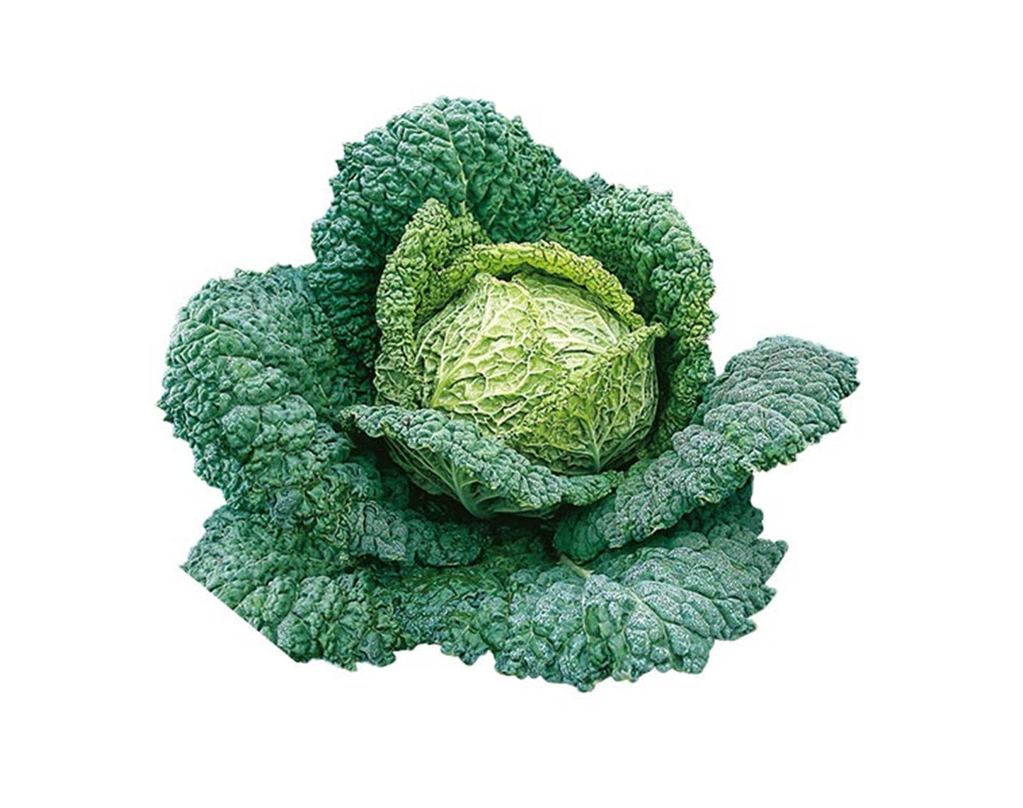 Cavolo Verza precoce