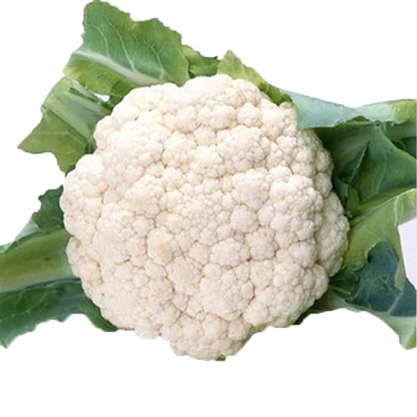 CAVOLFIORE di Jesi