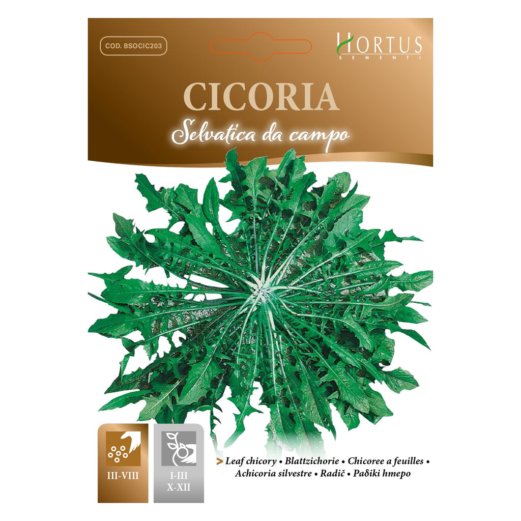 CICORIA Selvatica da campo