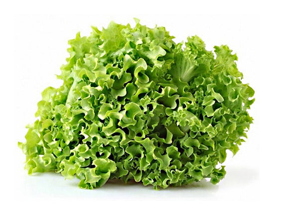 Lattuga gentile