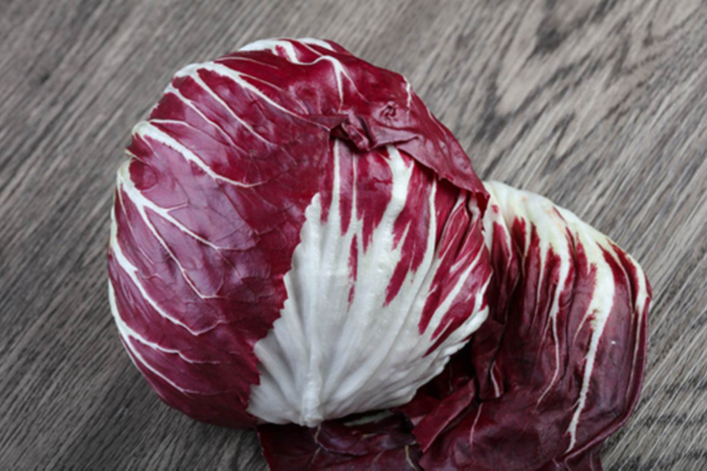 Radicchio di Chioggia precoce