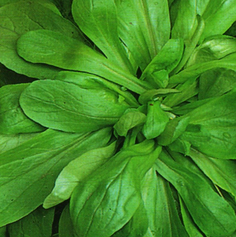 VALARIANA d'Olanda a seme grosso