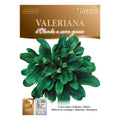 VALARIANA d'Olanda a seme grosso