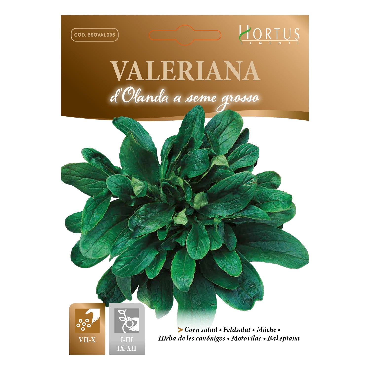 VALARIANA d'Olanda a seme grosso